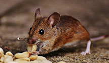 24 Hour & Emergency Exterminators in Loma Linda, CA